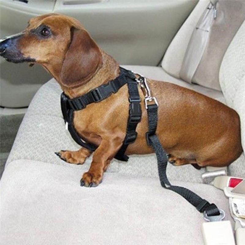 Free dog seat belt on sale