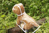 Transparent Dog Raincoat