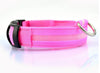 Luminous Safety Pet LED Collar