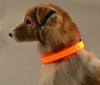 Luminous Safety Pet LED Collar